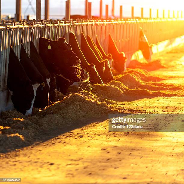 cows feeding at sunset - cows eating stock pictures, royalty-free photos & images