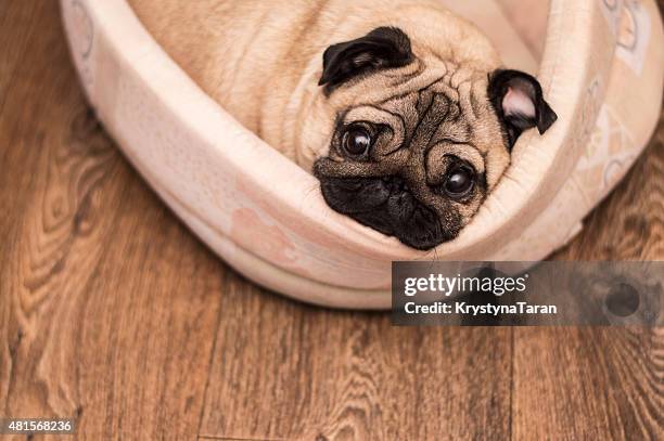 pug dog sleeps on his beige rug