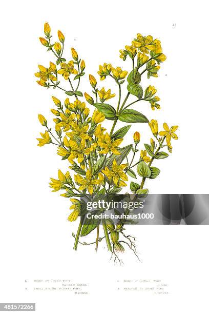 st. john's wort victorian botanical illustration - herbal medicine stock illustrations