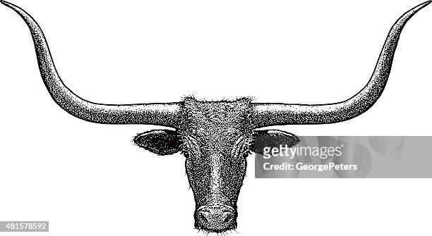 büffelkopf, longhorn. , isoliert auf weiss - female cows with horns stock-grafiken, -clipart, -cartoons und -symbole