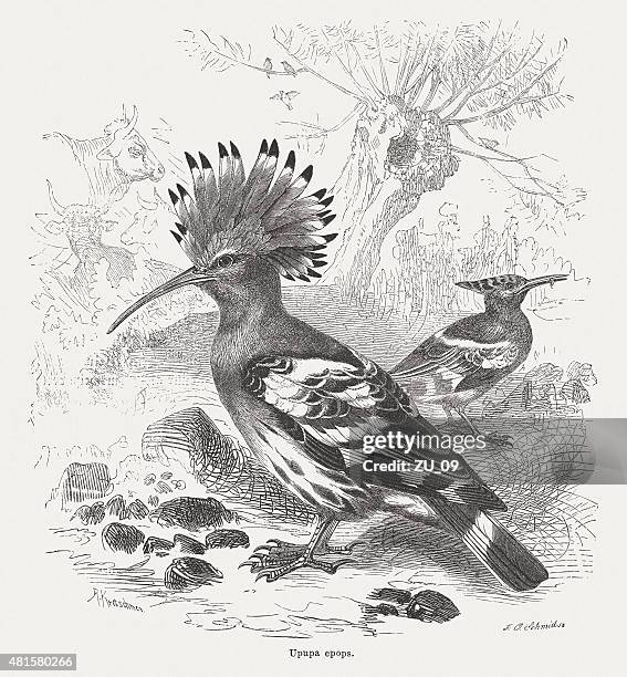 hoopoe (upupa epops), published in 1882 - padock stock illustrations