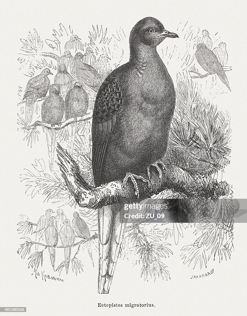 Passenger pigeon (Ectopistes migratorius), published in 1882