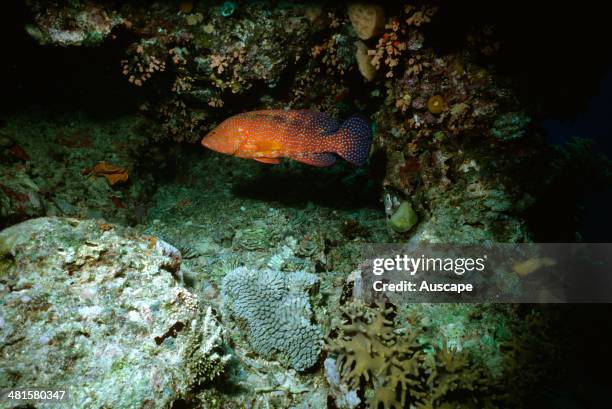 Miniata Cod 268 Coral Cod Stock Photos, High-Res Pictures, and Images - Getty Images