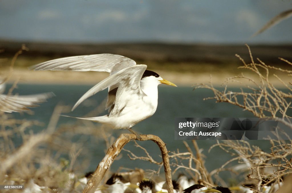 Great crested tern