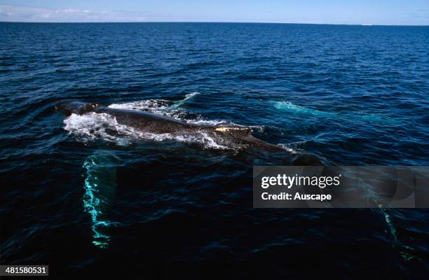 16 Beva Stock Photos, High-Res Pictures, and Images - Getty Images