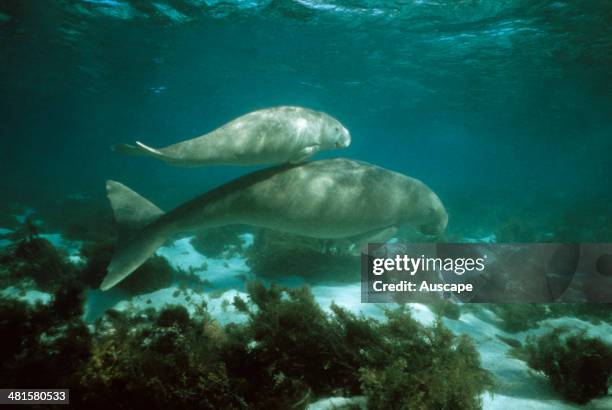 Dugong, Dugong dugon, mother and calf, vulnerable species, Shark Bay, Western Australia, Australia