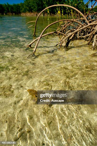 Epaulette shark, Hemiscyllium ocellatum, in mangrove area, Queensland, Australia