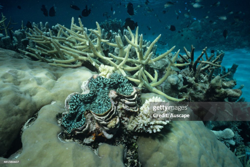 Giant clam