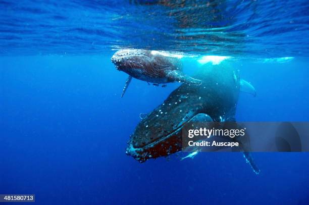 Humpback whale, Megaptera novaeangliae, and calf, underwater, Vava u, Tonga