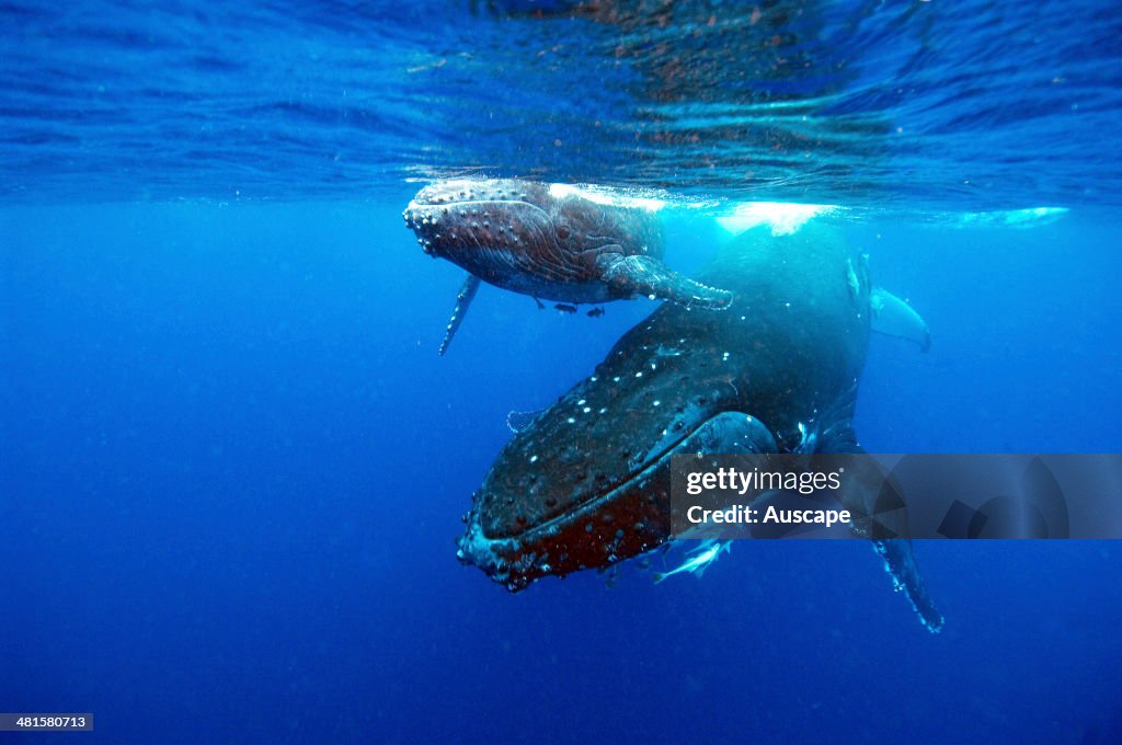 Humpback whale