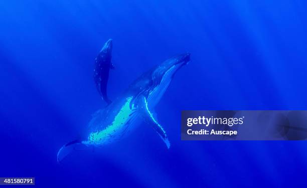 Humpback whale, Megaptera novaeangliae, underwater, Eua Island, Tonga