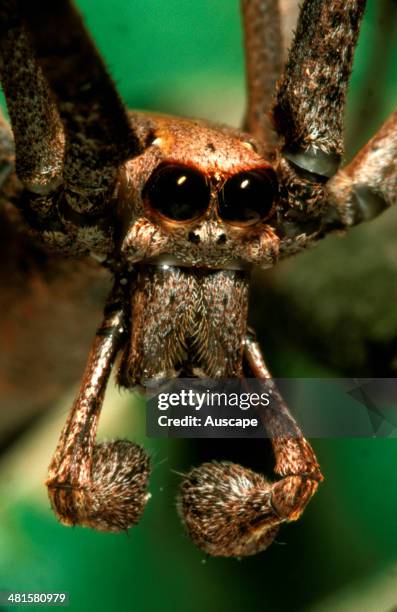 Rufous net-casting spider, Deinopis subrufa, face of male, showing palps ending in bulbous mating organs, Eastern Australia from Tasmania to southern...