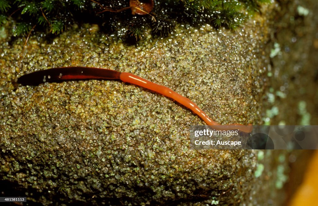Proboscis worm