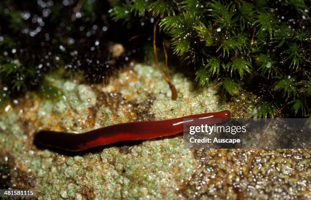 Proboscis worm, species not identified, with proboscis retracted, Australia