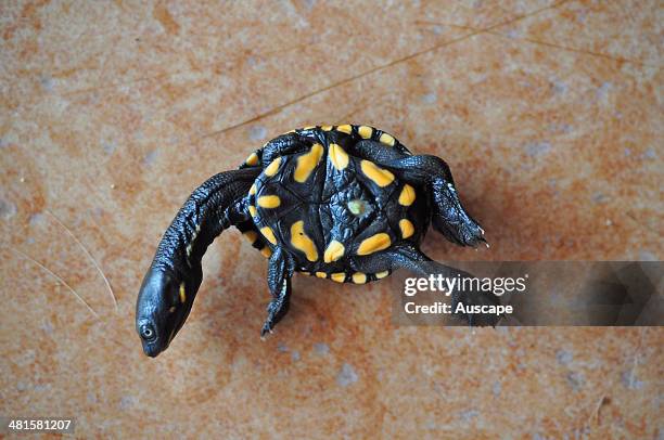 Common snake-necked turtle, Chelodina longicollis, newly hatched, upturned ot show the juvenile colour pattered plastron, New South Wales, Australia