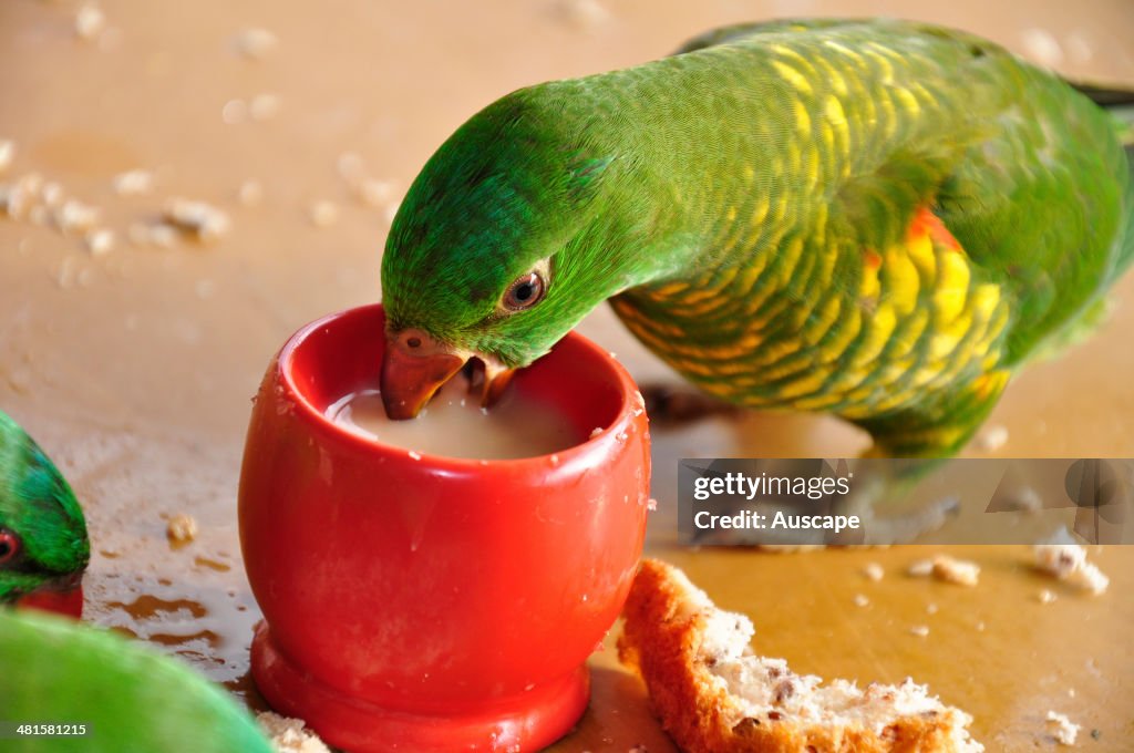 Scaly-breasted lorikeet