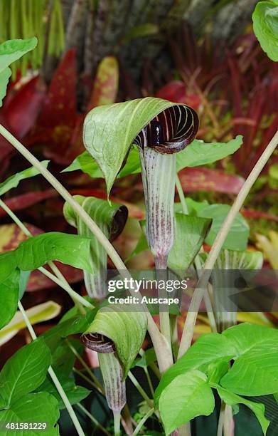 Jack-in-the-pulpit, Arisaema triphyllum, trifoliate plant with hooded inflorescence