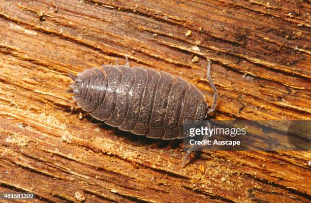 Rough woodlouse, Porcellio scaber, the most common species of woodlouse found in Australian gardens, Sydney, New South Wales, Australia