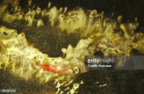 Protozoan ciliates, Spirostoma sp, the largest single-celled organism, swarming in a garden pond, Sydney, New South Wales, Australia