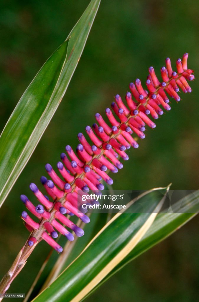 Matchstick bromeliad