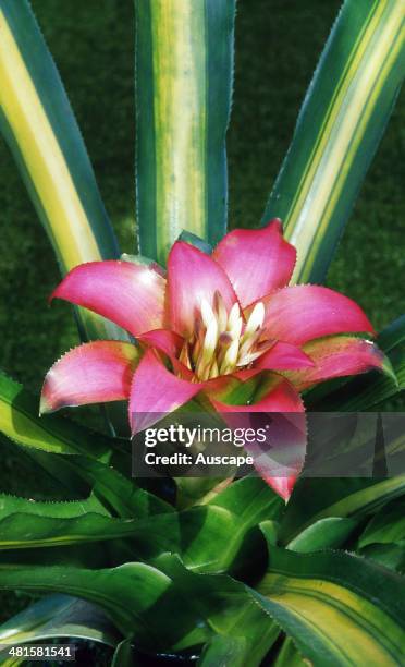 Bird's nest bromeliad Miranda, Nidularium cv, rose-like structure of bracts and flowers, the plant has wide leaves and forms a large clump