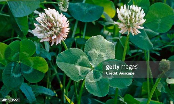 Clover, Trifolium sp, inflorescence with lucky four leaves, found worldwide