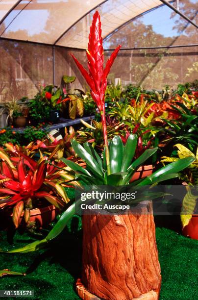 Vriesea, Vriesia platystachya, in flower in a shade house