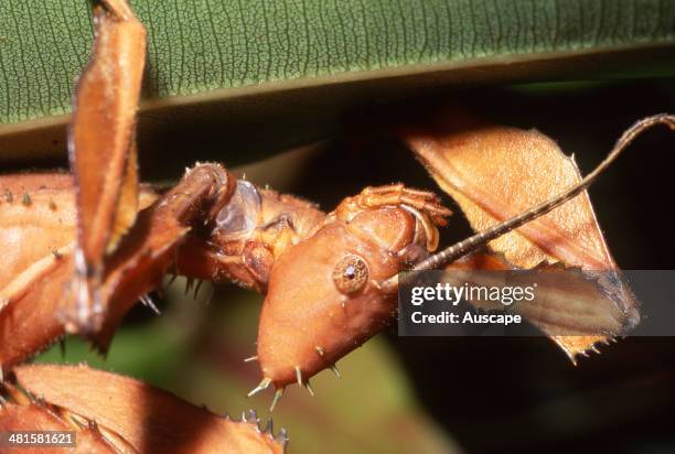 Stick Insects In Australia Australian Stick Insect Photos and Premium High Res Pictures - Getty Images