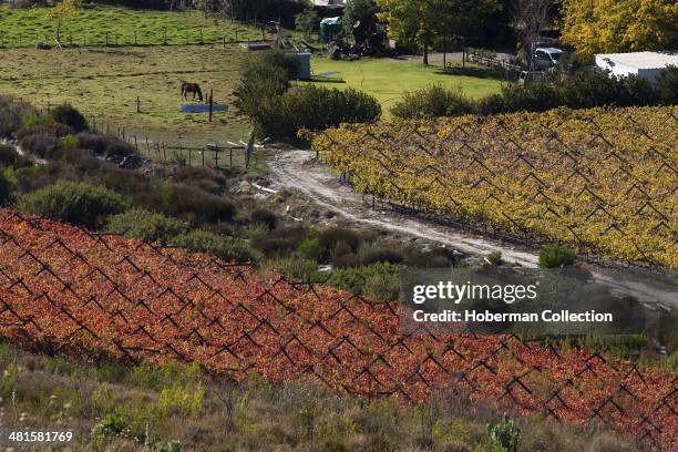 Autumn Coloured Winelands and Vineyards with Mountain Views and Sky in the Hex River Valley Near De Doorns and Worcester in the Western Cape Provence...