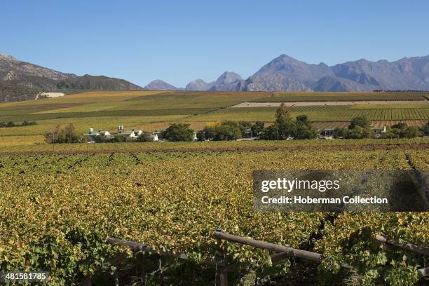 Autumn Coloured Winelands and Vineyards with Mountain Views and Sky in the Hex River Valley Near De Doorns and Worcester in the Western Cape Provence...