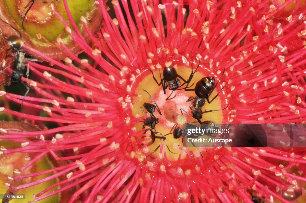 Red flowering gum