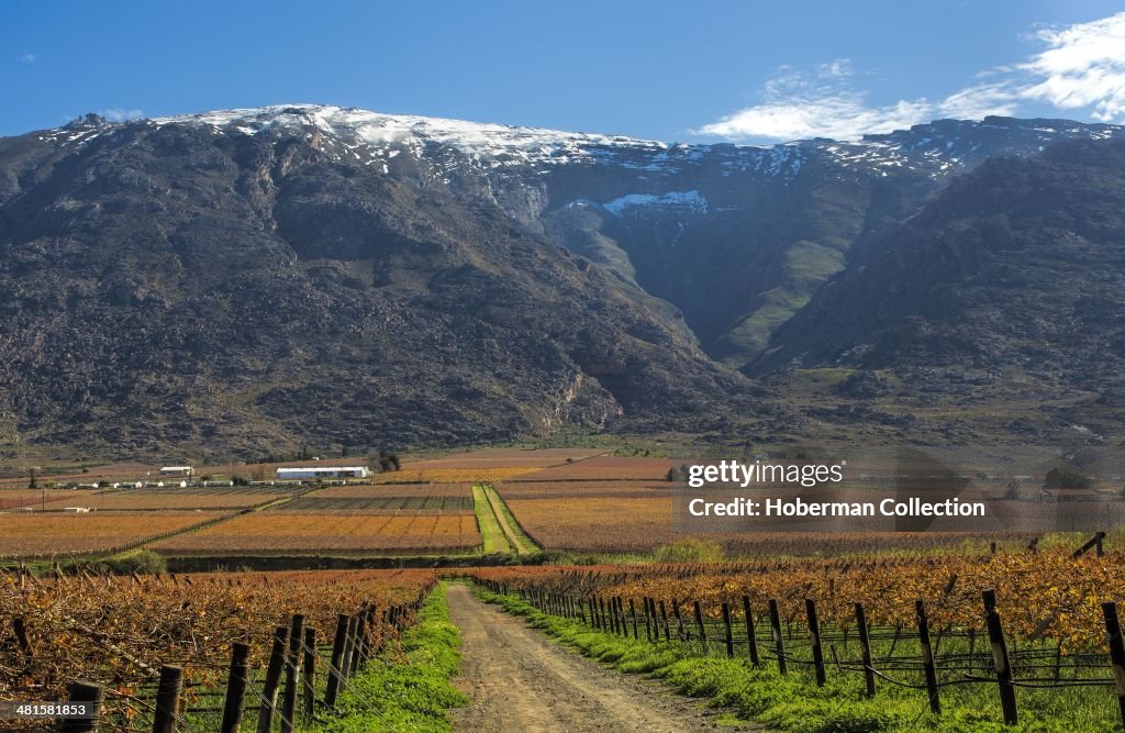 Snow On The Matroosberg Mountains With Vineyards