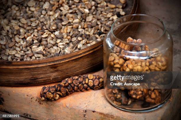 Kopi luwak or civet coffee, the world's most expensive and low-production coffee variety, made from coffee beans that have been eaten by the Asian...