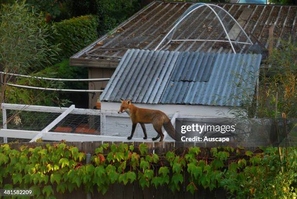 Red fox, Vulpes vulpes, on suburban fence above chicken coop, Canberra, Australian Capital Territory, Australia