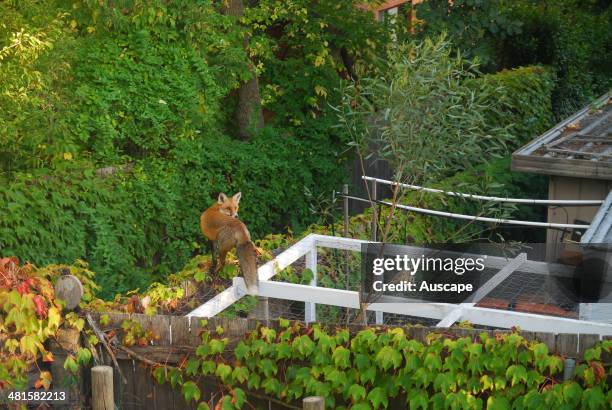 Red fox, Vulpes vulpes, on suburban fence above chicken coop, Canberra, Australian Capital Territory, Australia