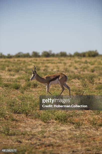 Single Sprinbok Antelope Standing On Grass Savanna At Etosha National Park In namibia
