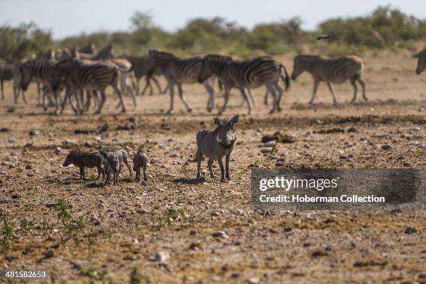 Warthog Mother With Her Small Baby Warthogs Sharing Water With Nearby Zebras At A Waterhole In Etosha National Park, Namibia