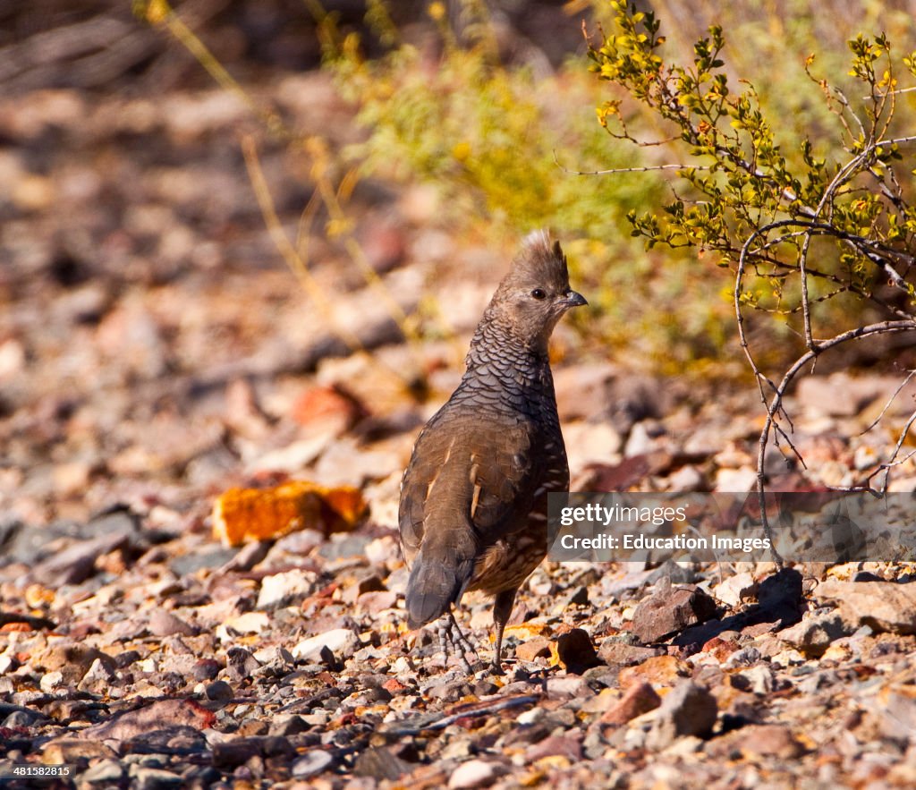 Big Bend National Park, Scaled Quail