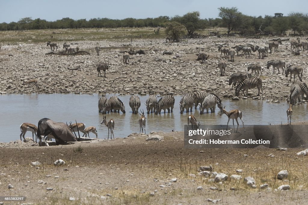 Group Of Animal At Waterhole In The Etosha National Park