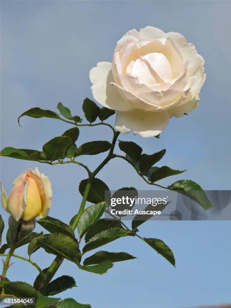 Climbing rose cv, Blushing Pierre de Ronsard, Rosa sp, Tasmania, Australia