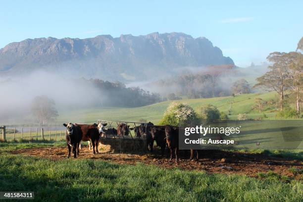 Cattle at a hay feeder with early morning mist lingering, Mount Roland beyond, near Sheffield, northwest Tasmania, Australia