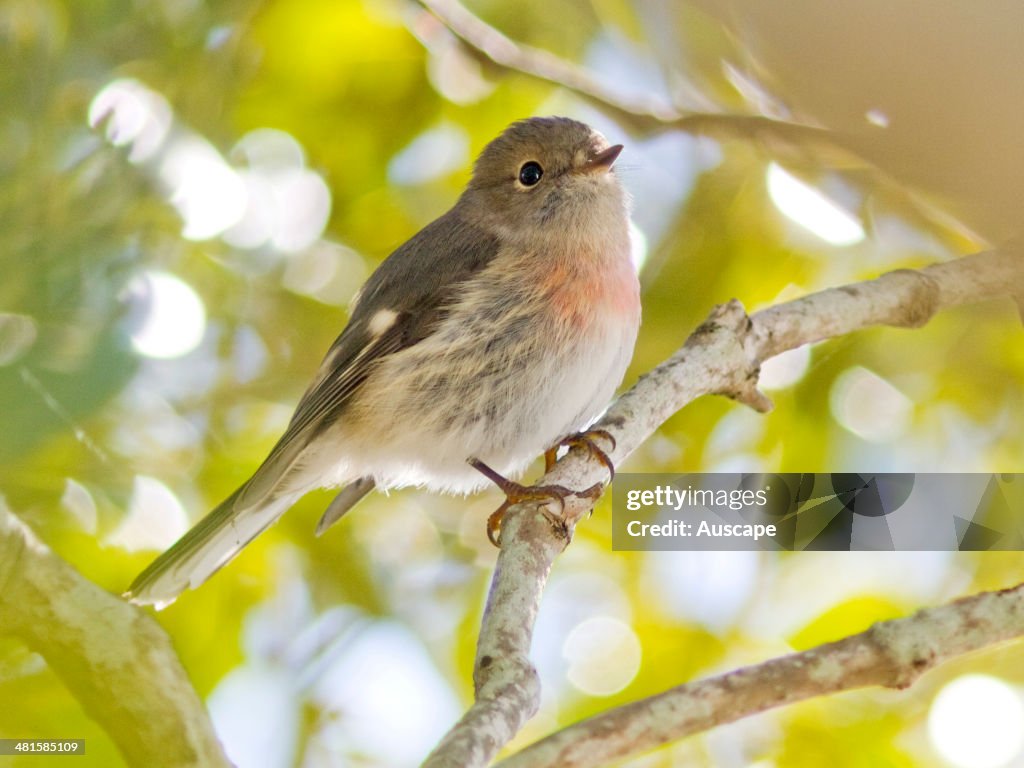 Rose Robin Rose robin, Petroica rosea, female in mature Grey mangrove, Acicennia ...