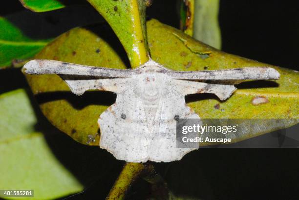 Looper moth, fam Geometridae or Pyralidae, with cryptically shaped wings resembling a leaf fragment, in Grey mangrove, Avicennia marina, swamp...