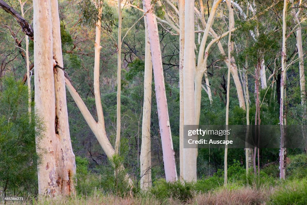 Blue spotted gum