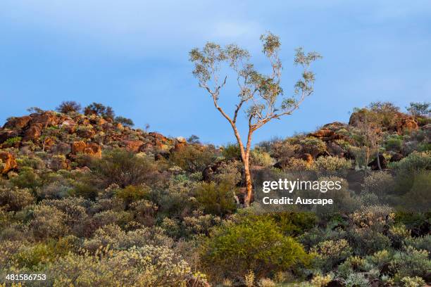 Granite tors with plants thriving after rain, near Tibooburra, Sturt National Park, New South Wales, Australia