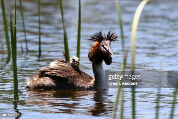 Great crested grebe, Podiceps cristatus, with chick, Herdman Lake, Perth, Western Australia
