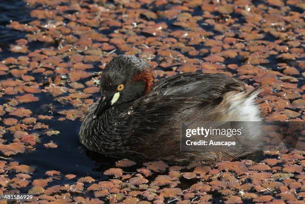 Australasian grebe, Tachybaptus novaehollandiae, on a pond, Bunbury, Western Australia