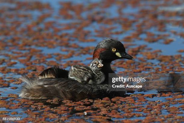 Australasian grebe, Tachybaptus novaehollandiae, parent with chick on back, Bunbury, Western Australia