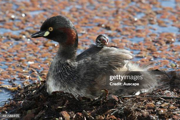 Australasian grebe, Tachybaptus novaehollandiae, parent with chick on back, parents share incubation, and care for the young, Bunbury, Western...