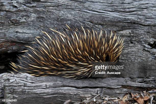 Short-beaked echidna, Tachyglossus aculeatus, foraging for termites which it picks up with its long sticky tongue, Dryandra Woodland, Wheatbelt...